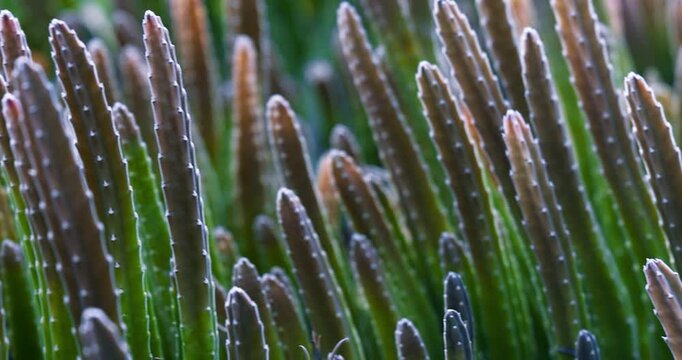 Green succulent cactus plants growing closeup