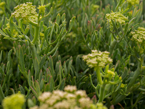 Crithmum maritimum in Full Bloom &mdash; Rock Samphire Sea Fennel Yellow-Green Umbel Flowers, Atlantic Coastal Flora, Portugal