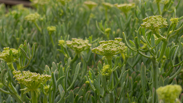 Crithmum maritimum in Full Bloom &mdash; Rock Samphire Sea Fennel Yellow-Green Umbel Flowers, Atlantic Coastal Flora, Portugal