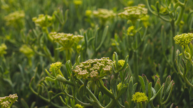 Crithmum maritimum in Full Bloom &mdash; Rock Samphire Sea Fennel Yellow-Green Umbel Flowers, Atlantic Coastal Flora, Portugal