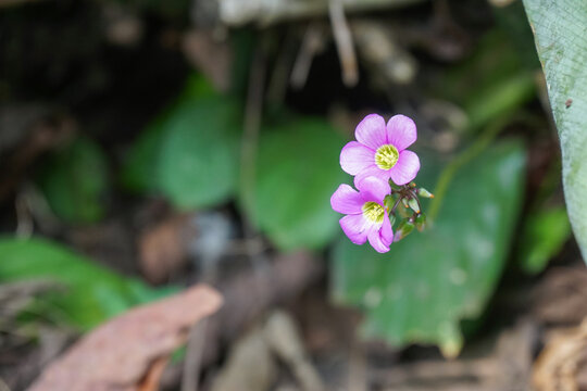 Close up macro shot of two delicate purple pink oxalis flowers or pink wood sorrel blooming beautifully on a single stem with lush green leaves in a blurry soft bokeh background.