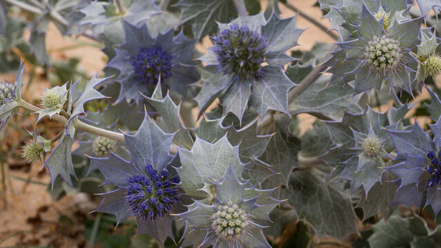 Apis mellifera Honeybee on Eryngium maritimum &mdash; Sea Holly Full Bloom with Bee Pollinator on Atlantic Sand Dune, Portugal