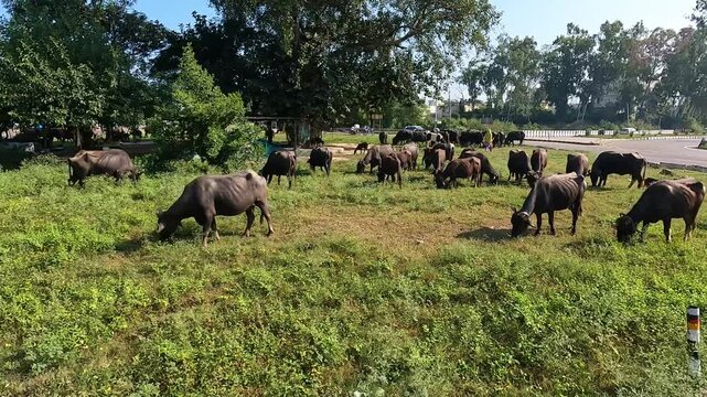 A wide-angle shot showing a large herd of domestic black water buffaloes (Bubalus bubalis) grazing peacefully on a patch of green grass and wild vegetation.