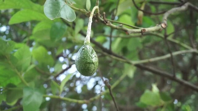 A close-up shot of a single young, unripe green avocado fruit hanging from a textured stem on a tree branch with a soft, blurry green foliage background.