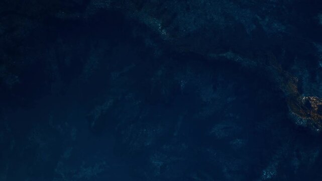 In a deep water setting, fish swim while surrounded by underwater plants. Soft light filters through the water, highlighting the dark blue tones of the ocean depths.