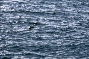 Puffins in the water