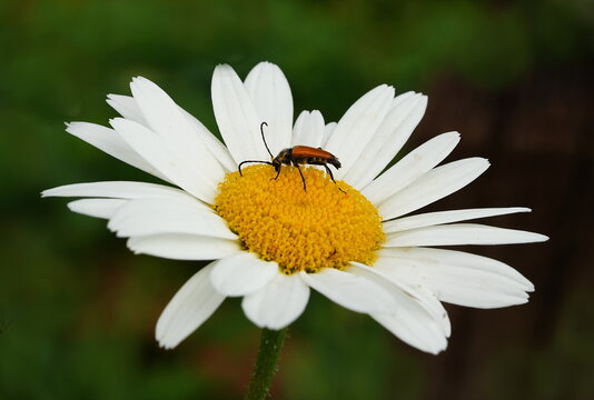 longhorn beetle on daisy