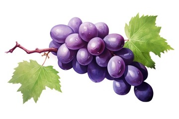 Obraz premium Grapes fruit plant food.