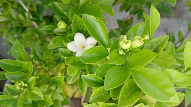 Blooming Orange Jasmine Flowers on the Plant