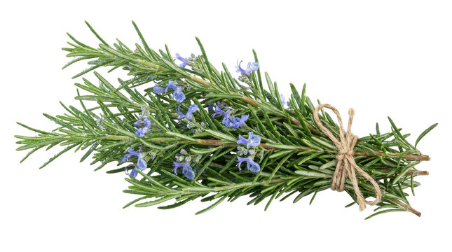 Fresh Rosemary Sprigs: A rustic bundle of fresh rosemary sprigs, tied with twine and adorned with delicate purple blossoms, ready to enhance culinary creations.