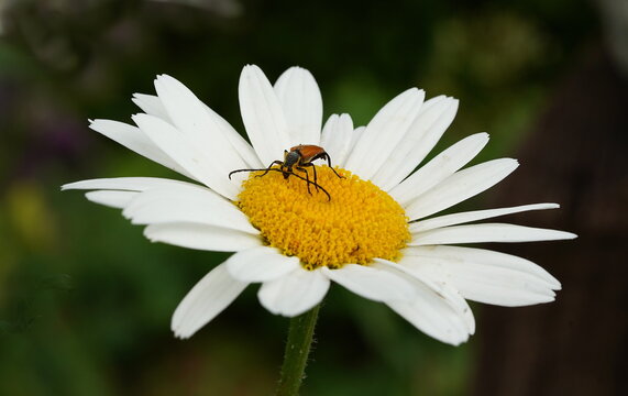 longhorn beetle on daisy