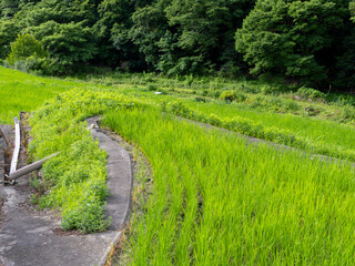 Fototapeta premium 猪名川町柏原地区に広がる棚田の風景