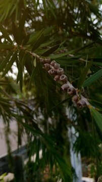 Close Up of Weeping Bottlebrush Seed Capsules (Callistemon viminalis) on Branch in Natural Garden