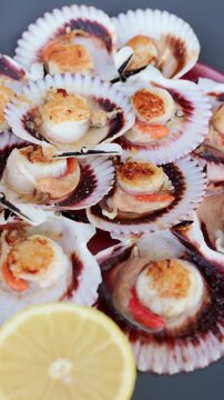 Freshly cooked scallops served in their shells on a dark plate with a slice of lemon. A gourmet seafood appetizer in a fine dining restaurant