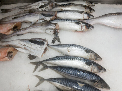 Freshly Caught Fish Displayed on Ice in Market