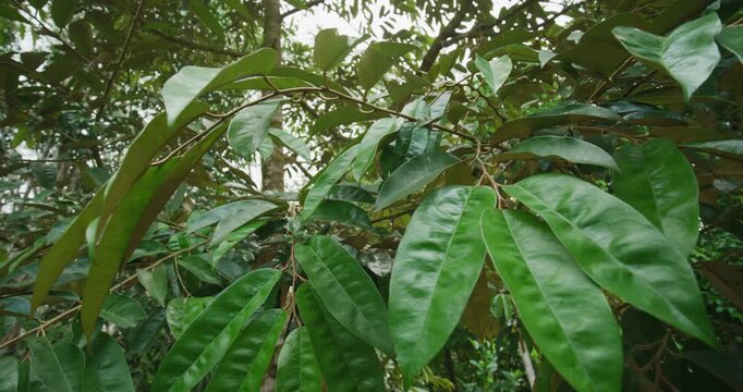 Durain green tree leaf forest on branch fruit industry movement camera view