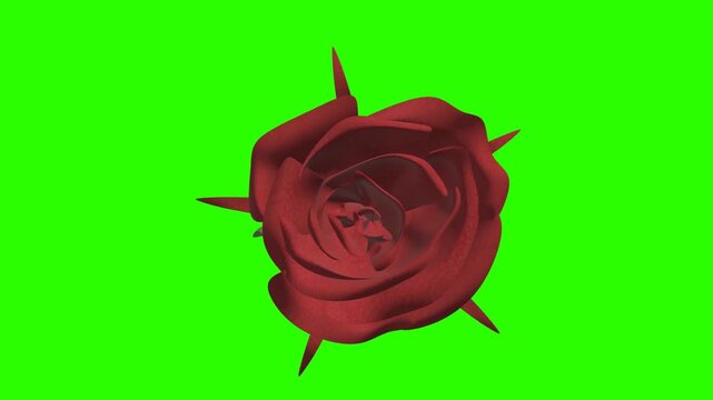 Animated Blooming Red Rose Flower on Green Screen Background