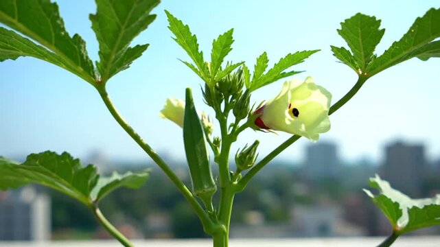 Blooming okra plant with fresh vegetable growing in sunny garden