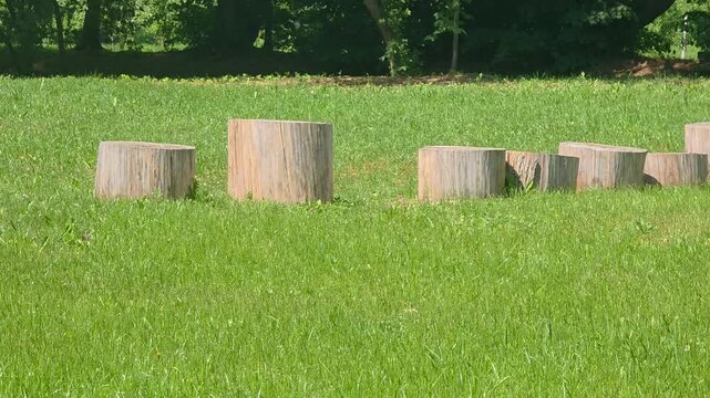 Logs placed in a straight row in a grassy area in the park during daylight