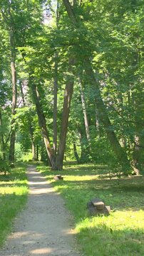 Walking on a path through a forest with tall trees on a sunny day in a green park