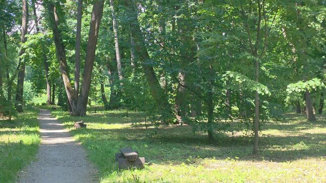 Walking along a path in a green forest with tall trees and sunlight shining through