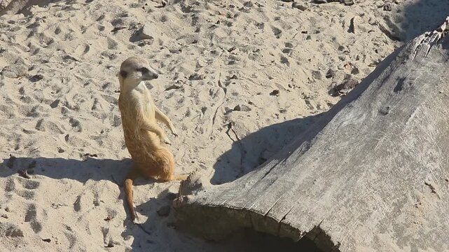 Meerkat sits on the sand near a log during a sunny day 