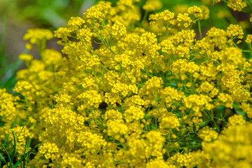 Obraz premium rock alyssum on a green natural background