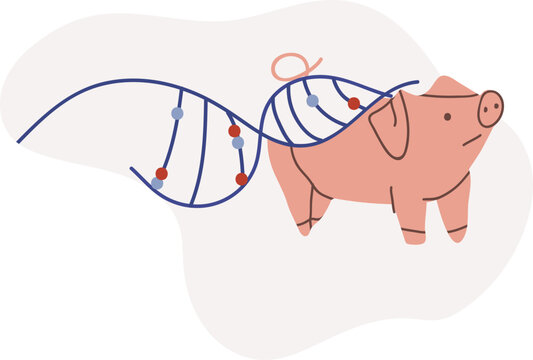 Pig Genetic Engineering Illustration