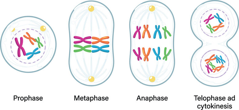 Mitosis Cell Division Stages Vector Diagram Showing Prophase Metaphase Anaphase and Telophase with Cytokinesis for Biology Science Education Infographics