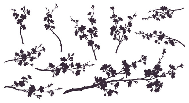 Set of black cherry blossom branches on white background with collection black silhouettes branches flowers leaves graphic botany nature with flora