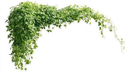 Obraz premium A lush green ivy plant with dense foliage and long trailing stems, isolated on white background