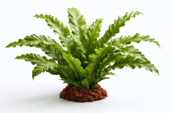 Birds nest fern plant with vibrant green wavy fronds growing from a compact root ball, isolated on white background
