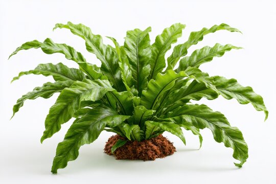 Birds nest fern plant with vibrant green wavy fronds growing from a compact root ball, isolated on white background