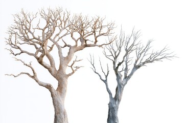 Fototapeta premium Two bare trees with different bark textures isolated on white background