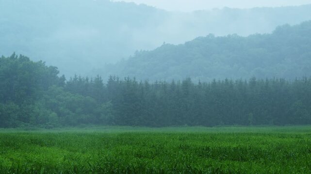 Rain falls over a green meadow with mist drifting across the forest in Hokkaido, Japan, creating a calm rural landscape.