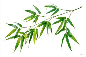 Fototapeta premium Fresh green bamboo leaves branch isolated on white background