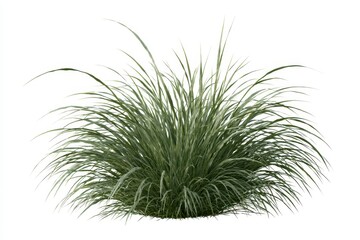 Fototapeta premium Ornamental grass bush isolated on white background