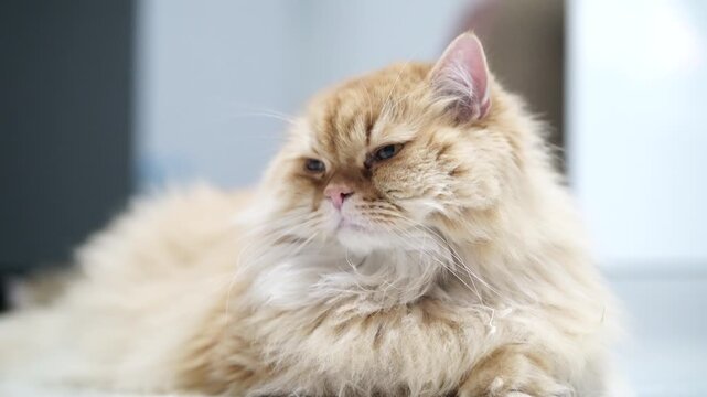 Fluffy cat long hair orange fur relaxed domestic pet feline cute whisker animal resting, adorable gentle Persian cat with soft fur and calm expression, lying indoors exuding contentment and peaceful