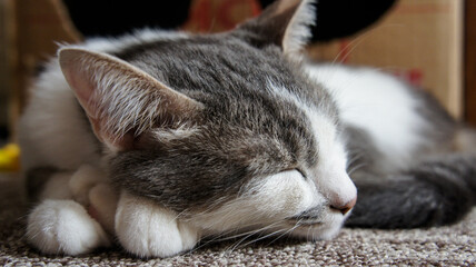 cat lying on the floor © polakravis
