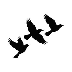 Fototapeta premium Black bird silhouettes, flying birds, bird icons, avian graphics isolated on White Background