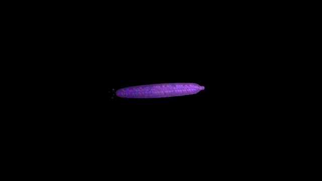 Hand Painted Purple Strikethrough Animated Video Overlay 4K
