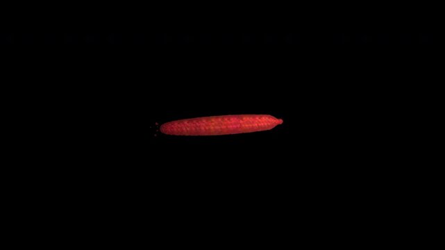 Hand Painted Red Strikethrough Animated Video Overlay 4K