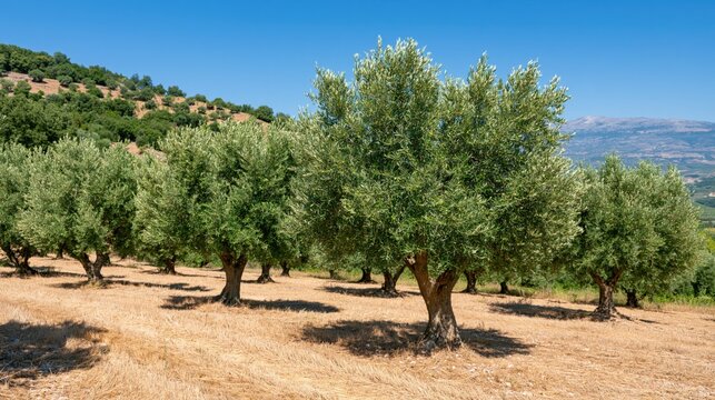 Lush Mediterranean Olive Grove Under Bright Blue Sky, Rolling Hills in Background