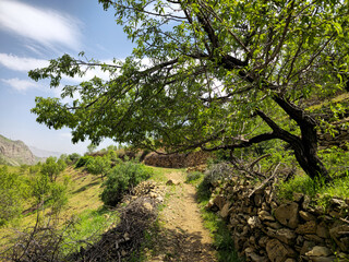 Fototapeta premium A gnarled orchard tree arches over a stone-walled dirt trail on a green hillside beneath a spring sky. 📍 Hawraman Takht, Kurdistan, Iran 