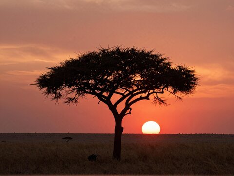 Lonely Acacia Tree Sunset Silhouette in Serengeti Savanna