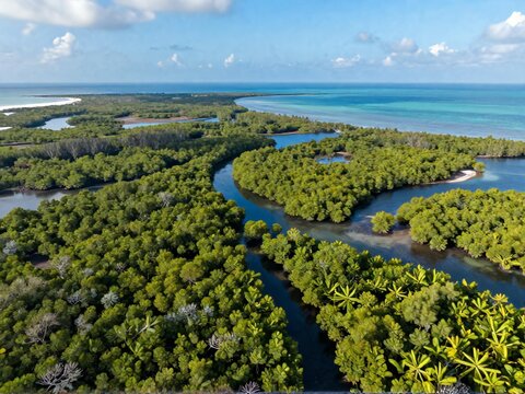 Mangrove Forest Wetland Aerial View Zanzibar Coast