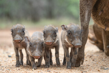 Four tiny warthog piglets standing close to their mother who is feeding, Greater Kruger.  © Anna