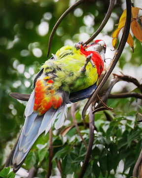 An Eastern Rosella parrot holding tight on the seed pods of China Doll tree, showing its belly. Auckland. New Zealand.