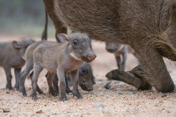 Tiny warthog piglets standing close to their mother who is feeding, Greater Kruger.  © Anna