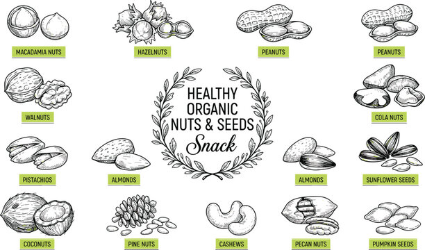 Healthy organic nuts and seeds snack vector icons set with almond cashew walnut peanut pistachio and coconut sketch illustration